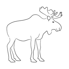 Moose illustration in doodle style. Vector isolated on a white background.