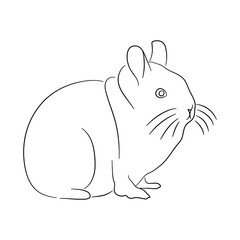 Chinchillas illustration in doodle style. Vector isolated on a white background.