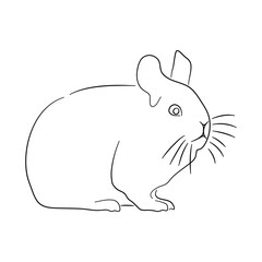 Sketch drawing of a Chinchillas isolated on a white background. Vector illustration.