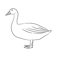 Goose illustration in doodle style. Vector isolated on a white background.