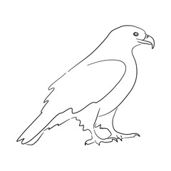 Sketch drawing of a Eagle isolated on a white background. Vector illustration.