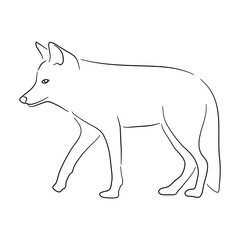 Coyote illustration in doodle style. Vector isolated on a white background.