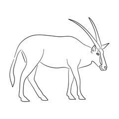 Sketch drawing of a Oryx isolated on a white background. Vector illustration.
