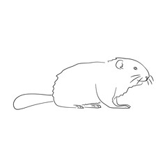 Sketch drawing of a Beaver isolated on a white background. Vector illustration.