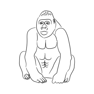 Sketch drawing of a gorilla isolated on a white background. Vector illustration.