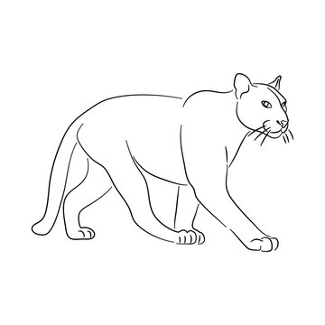 Sketch drawing of a Puma isolated on a white background. Vector illustration.