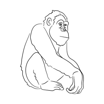 Orangutan illustration in doodle style. Vector isolated on a white background.