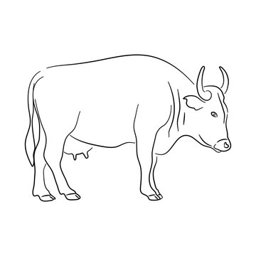 Cow illustration in doodle style. Vector isolated on a white background.