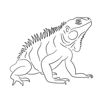 black outline iguana reptile drawing clip art preview