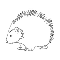 Porcupine illustration in doodle style. Vector isolated on a white background.