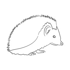 Hedgehog illustration in doodle style. Vector isolated on a white background.