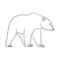 Polar Bear illustration in doodle style. Vector isolated on a white background.