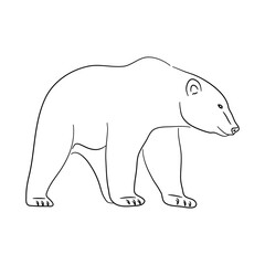 Polar Bear illustration in doodle style. Vector isolated on a white background.