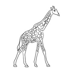 Giraffe illustration in doodle style. Vector isolated on a white background.