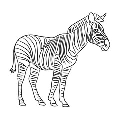 Fototapeta na wymiar Sketch drawing of a Zebra isolated on a white background. Vector illustration.