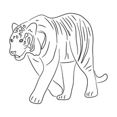 Tiger illustration in doodle style. Vector isolated on a white background.