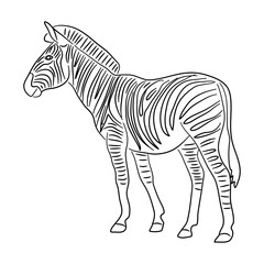 Fototapeta na wymiar Zebra illustration in doodle style. Vector isolated on a white background.