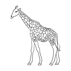 Sketch drawing of a Giraffe isolated on a white background. Vector illustration.