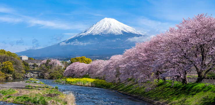 Panorama view of Mountain fuji in Japan during cherry blossom spring season