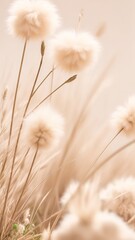 Dry grass with fluffy bunny tails on a beige background. 