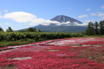 俱知安町 芝桜と羊蹄山
