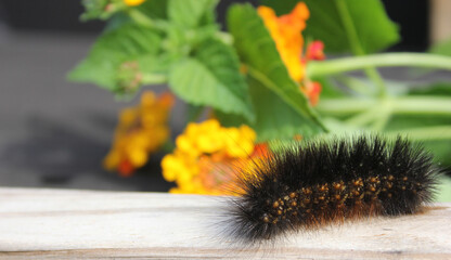 Salt Marsh Caterpillar on Wooden Fence With Yellow Flowers