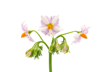 Potato plant flowers isolated on white background, Solanum tuberosum