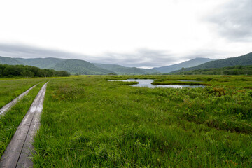 Obraz premium 夏の尾瀬