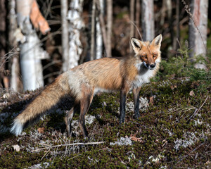 Red Fox Photo Stock. Fox Image.  Close-up profile view side view in the spring season with blur forest background and enjoying its environment and habitat. Picture. Portrait.