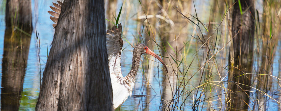 Ibis
