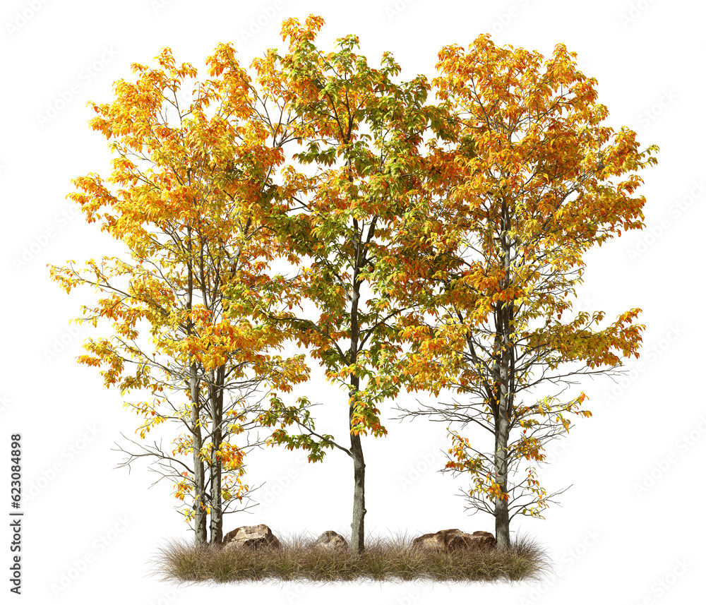 Poster isolate colours autumn trees with dried grass on transparent backgrounds 3d rendering png