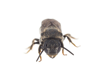 Alfalfa leafcutting bee isolated on white background, Megachile rotundata