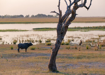 Amazing view of an old tree with African buffalo, young lion and river in the background in Chobe National Park, Botswana