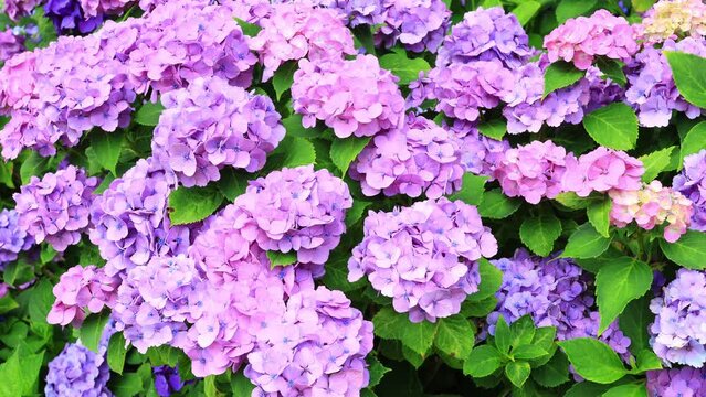  hydrangea flowers in garden
