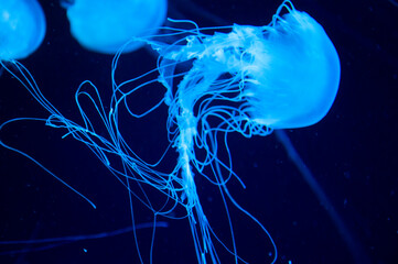 underwater animal life. aquatic sea jelly wildlife. marine animal in seabed deep undersea. jelly...