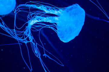aquatic sea jelly wildlife. marine animal in seabed deep undersea. jelly fish has tentacle....