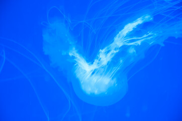 marine animal in seabed deep undersea. jelly fish has tentacle. fluorescent glowing medusa in neon color. jellyfish in ocean. aquarium with jellyfish. underwater animal life. Undersea fascination