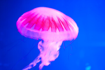 aquatic sea jelly wildlife. marine animal in seabed deep undersea. jelly fish has tentacle....