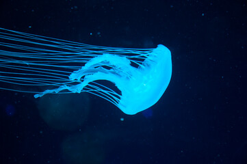 aquatic sea jelly wildlife. marine animal in seabed deep undersea. jelly fish has tentacle. glowing...