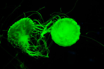 fluorescent glowing medusa in neon color. jellyfish in ocean. aquarium with jellyfish. underwater animal life. aquatic sea jelly wildlife. marine animal in seabed deep undersea. graceful movements