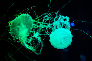 aquarium with jellyfish. underwater animal life. aquatic sea jelly wildlife. marine animal in...