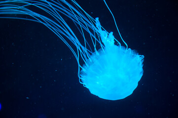 jelly fish has tentacle. fluorescent glowing medusa in neon color. jellyfish in ocean. aquarium...