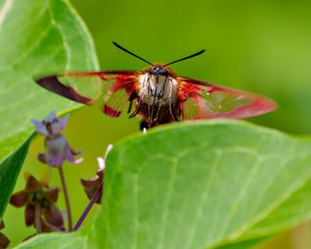 Hummingbird Clear wing Moth Photo and Image.  Close-up front view fluttering over a leaf with a green background in its habitat.