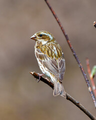 Purple Finch Photo and Image.  Female close-up rear view perched on a branch and displaying brown feather in its habitat. Finch Picture.