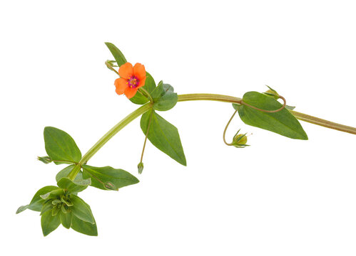 Scarlet pimpernel isolated on white background, Anagallis arvensis