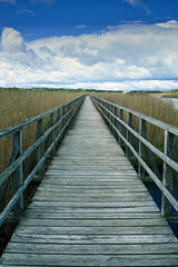 Fototapeta premium Steg im Schilf