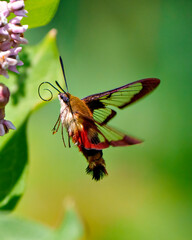 Hummingbird Clear wing Moth Photo. Close-up side view fluttering over a milkweed plant and drinking nectar with a green background in its environment.
