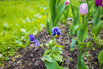 Wild flowers in the park