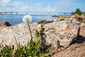 Wild flowers in the park