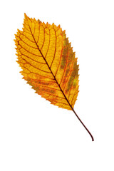 a bright elm autumn leaf isolated on transparent background PNG file